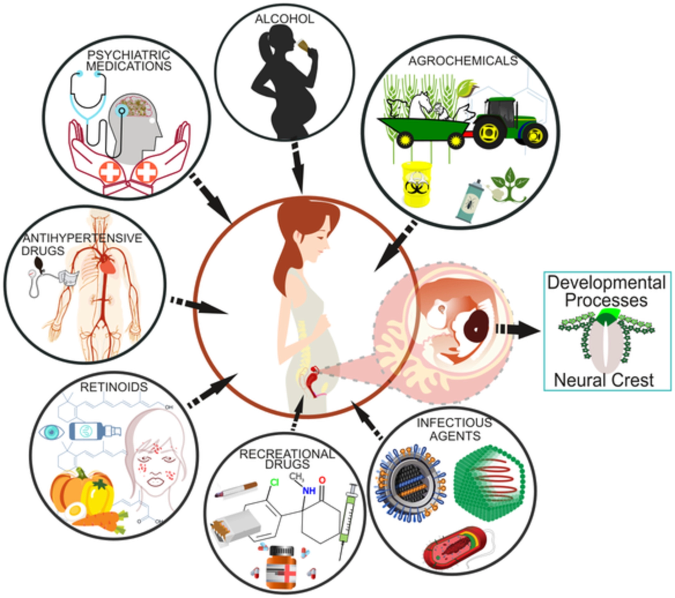 common teratogens