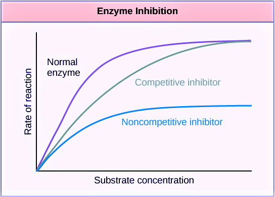 competitive vs noncompetitive inbititors of enzyme activity