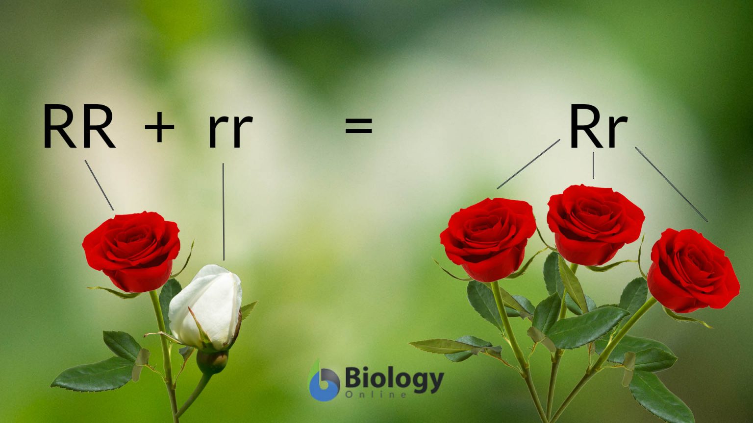 Constitutive expression definition and examples biology online dictionary