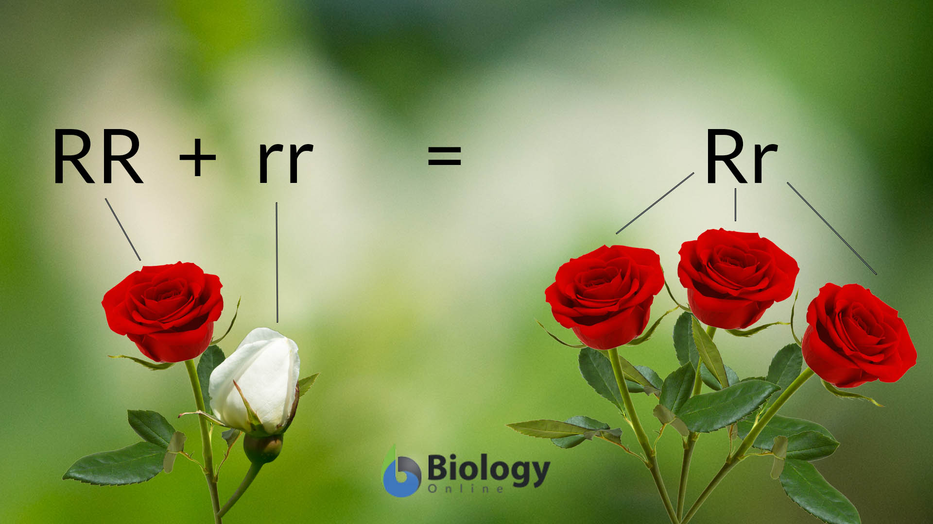 Neurilemma Definition And Examples Biology Online Dictionary