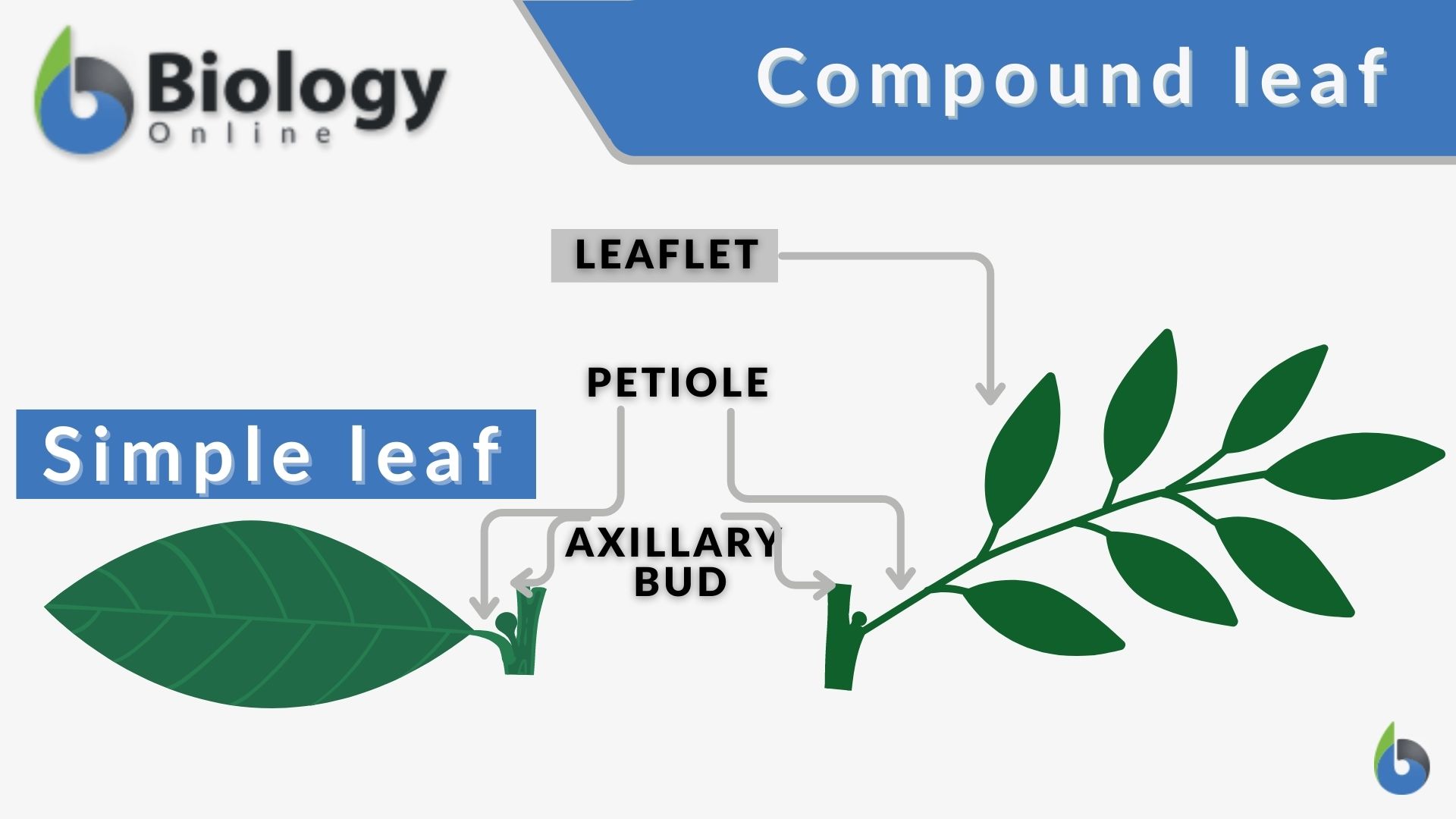 Leaves - Biology Online Tutorial