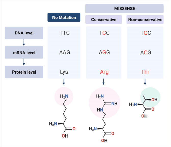 conservative and nonconservative missense mutations