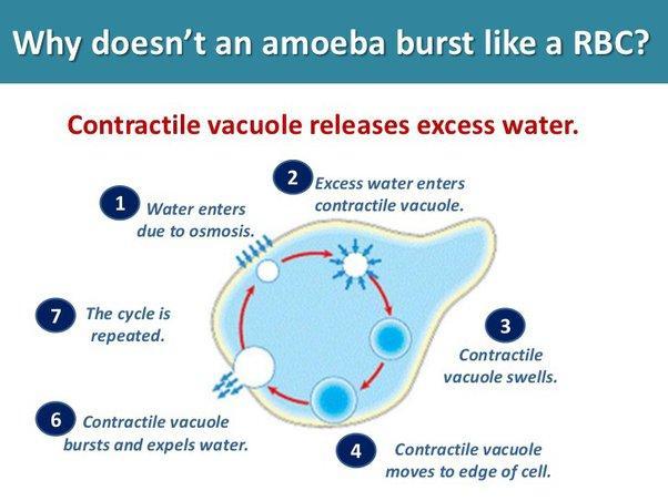 contractile vacuoles