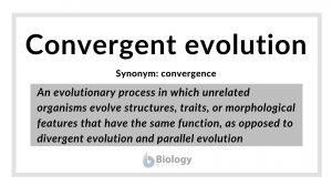 convergent evolution definition