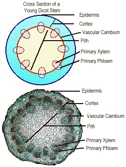 cortex and pith dicot stem