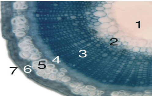 cross-section - tree stem