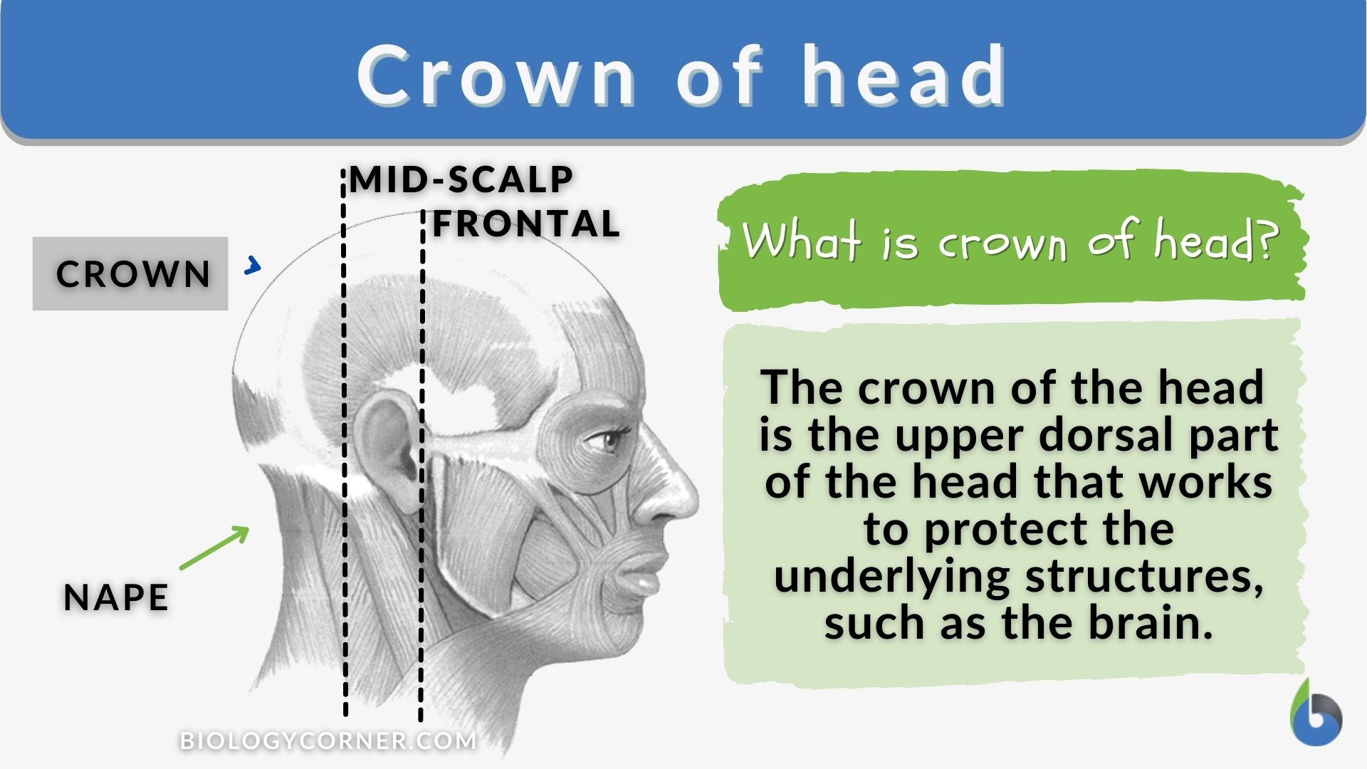Crown of head - Definition and Examples - Biology Online Dictionary