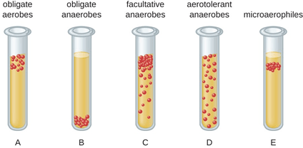 culture media to identify aerobic bacteria