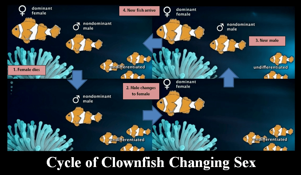cycle of clownfish - protandy