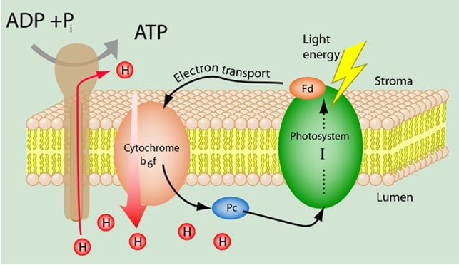 cyclic electron flow diagram