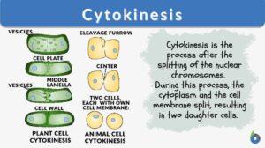 cytokinesis definition with examples