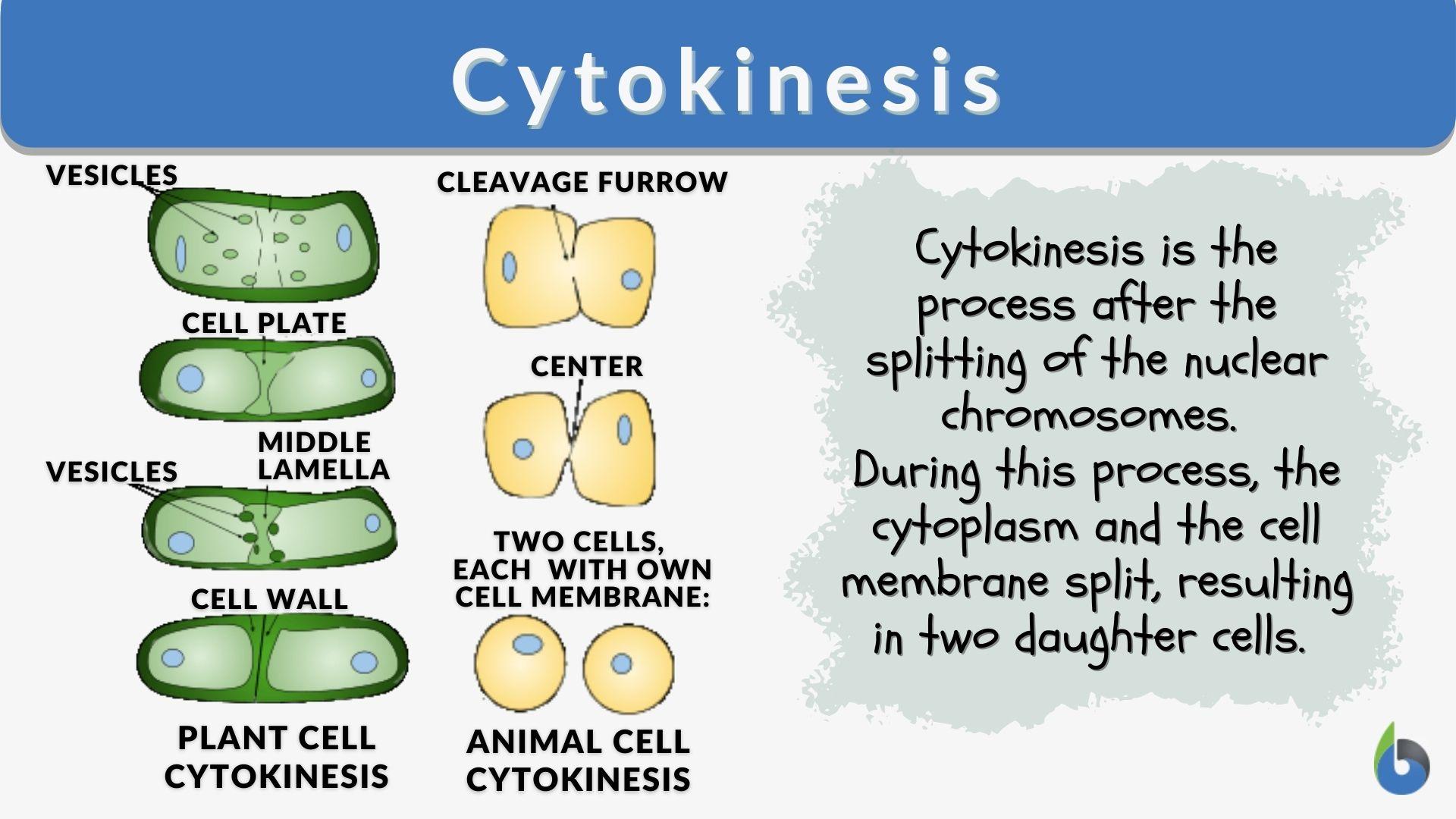 cytokinesis of mitosis diagram