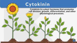 cytokinin definition and example