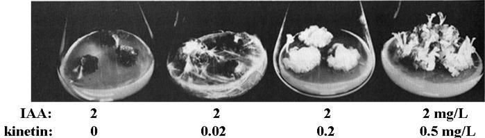 cytokinins and auxins in callus regeneration
