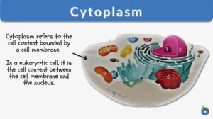 cytoplasm definition and example