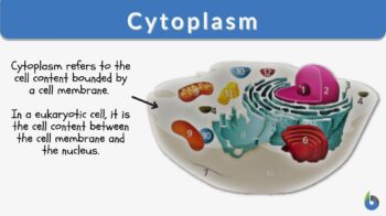 cytoplasm definition and example