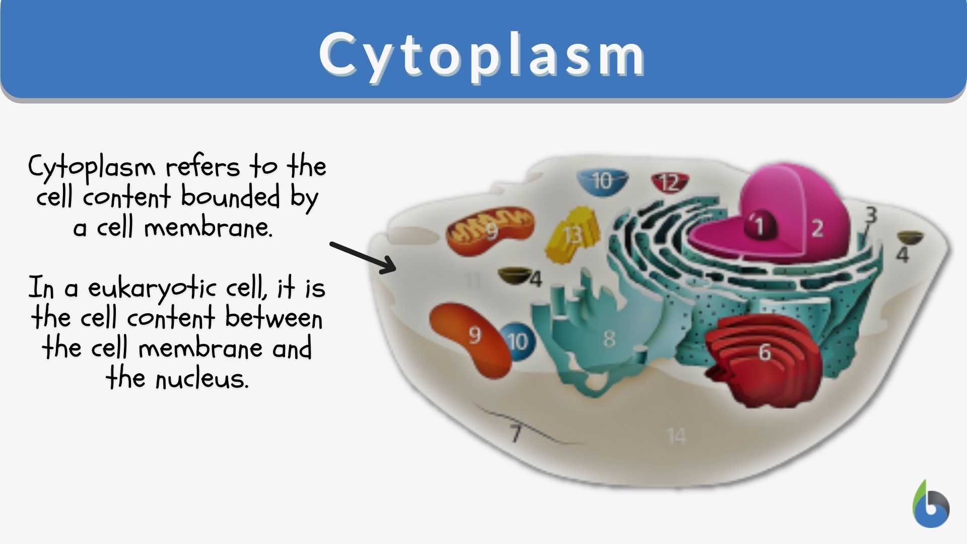 Cytoplasm - Definition and Examples - Biology Online Dictionary