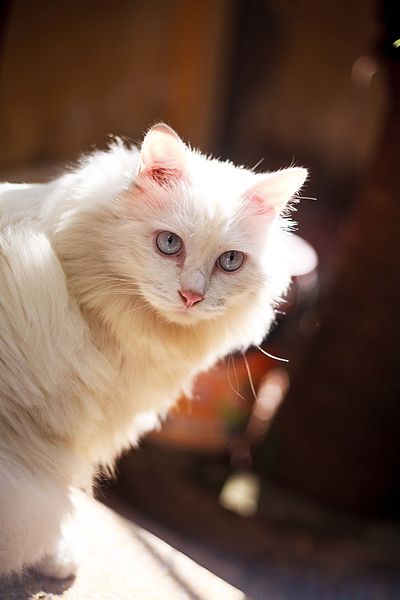deaf blue eyed white furred cat