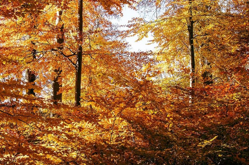 deciduous forest