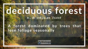deciduous forest