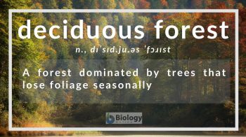 deciduous forest