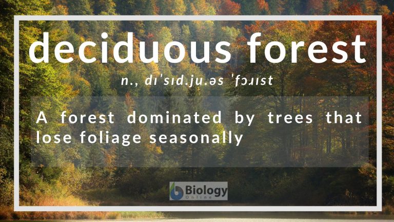 deciduous-forest-definition-and-examples-biology-online-dictionary