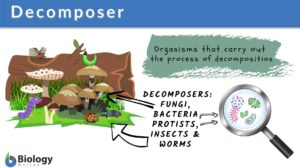 decomposer definition