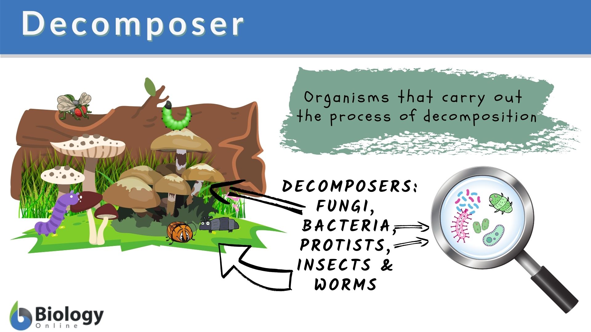 Decomposer Definition and Examples   Biology Online Dictionary
