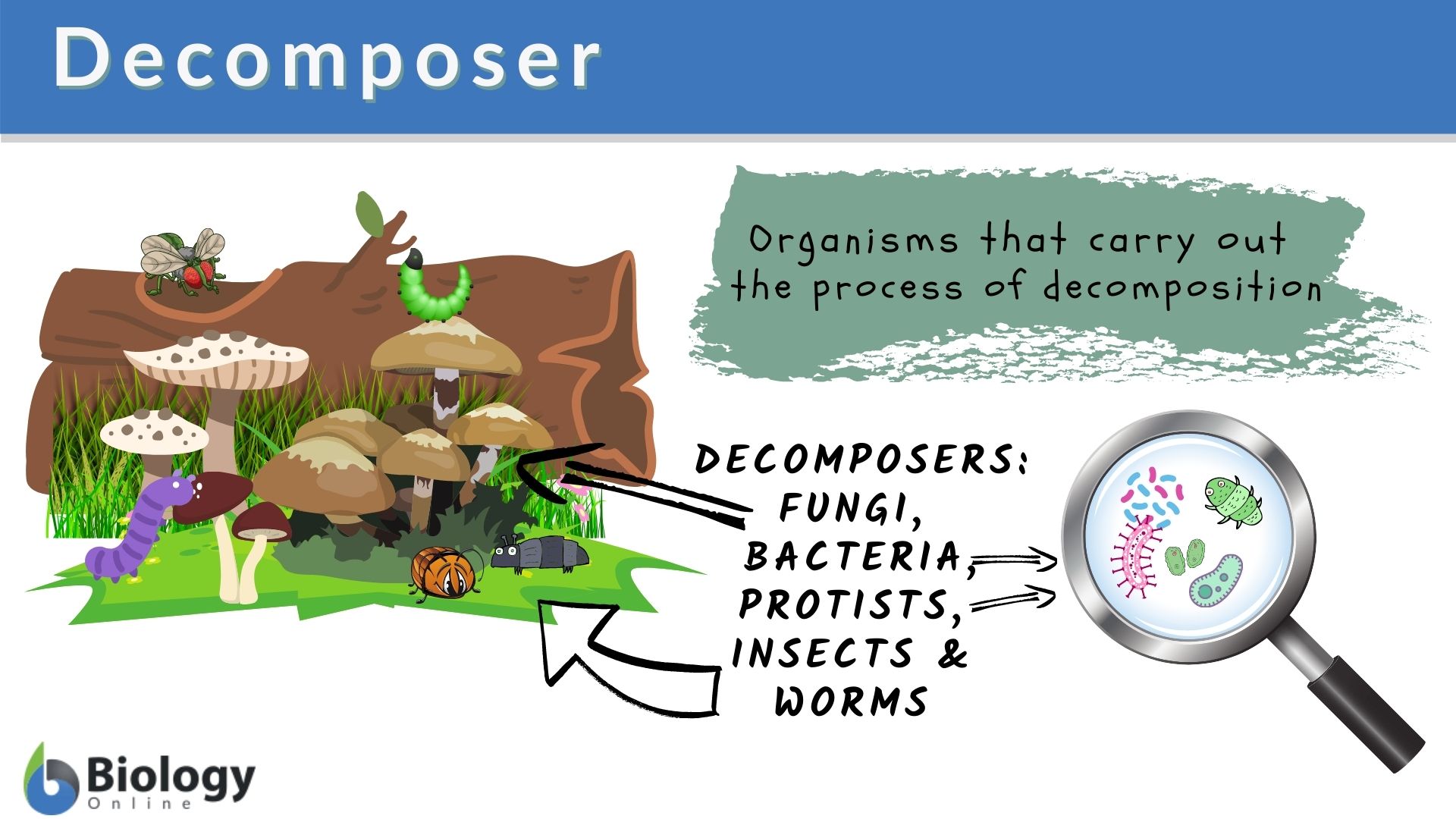 ocean decomposers