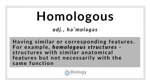 definition of homologous