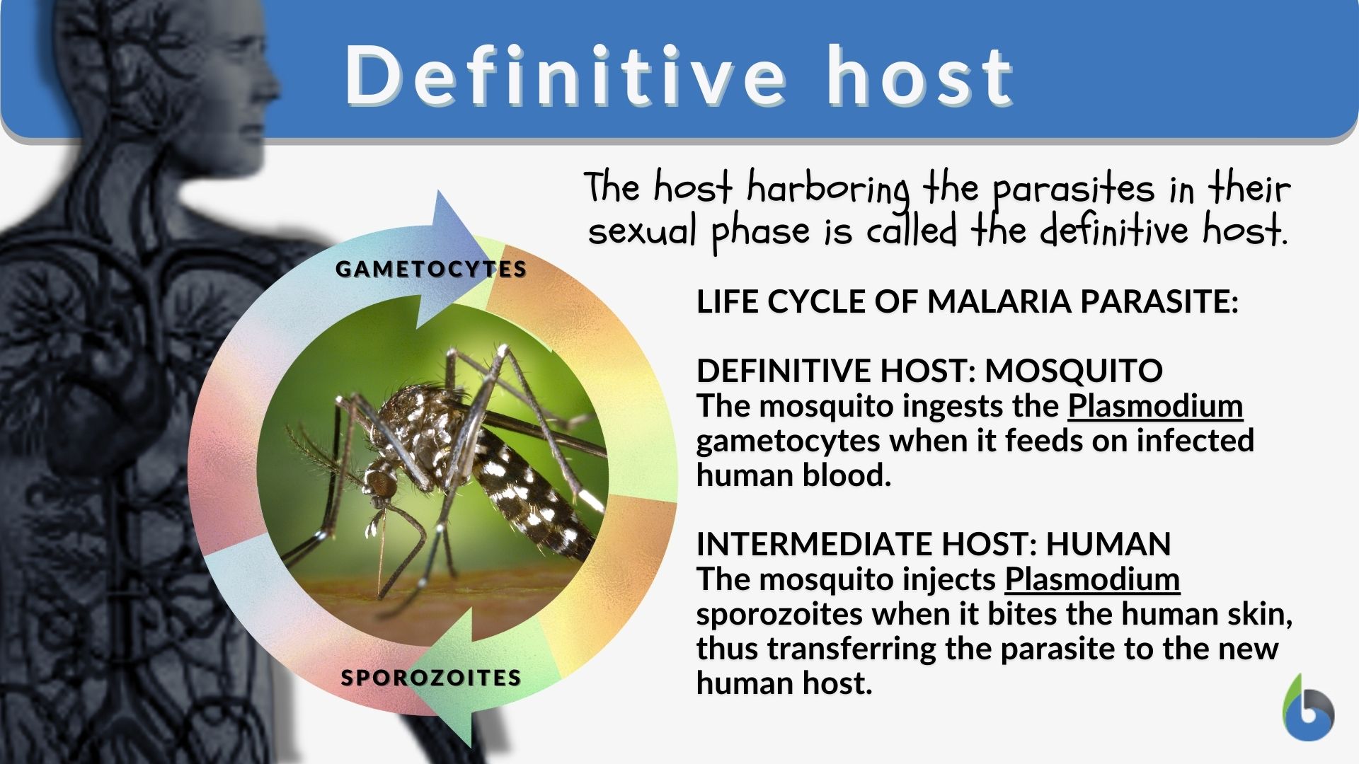 Definitive host - Definition and Examples - Biology Online Dictionary