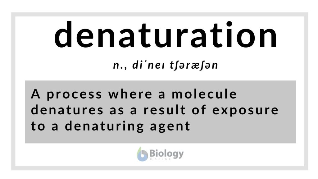 Denaturation Definition and Examples Biology Online Dictionary