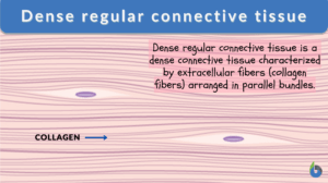 dense regular connective tissue definition and example