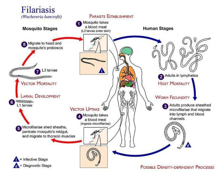 density-dependence factors in filariasis life cycle