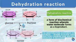 deyhdration reaction definition and example