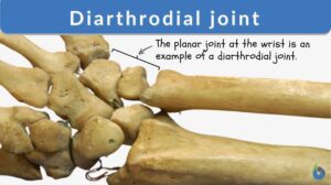 diarthrodial joint definition and example