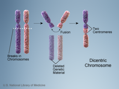 dicentric chromosomes