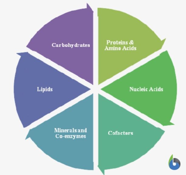 different biochemicals for metabolic processes