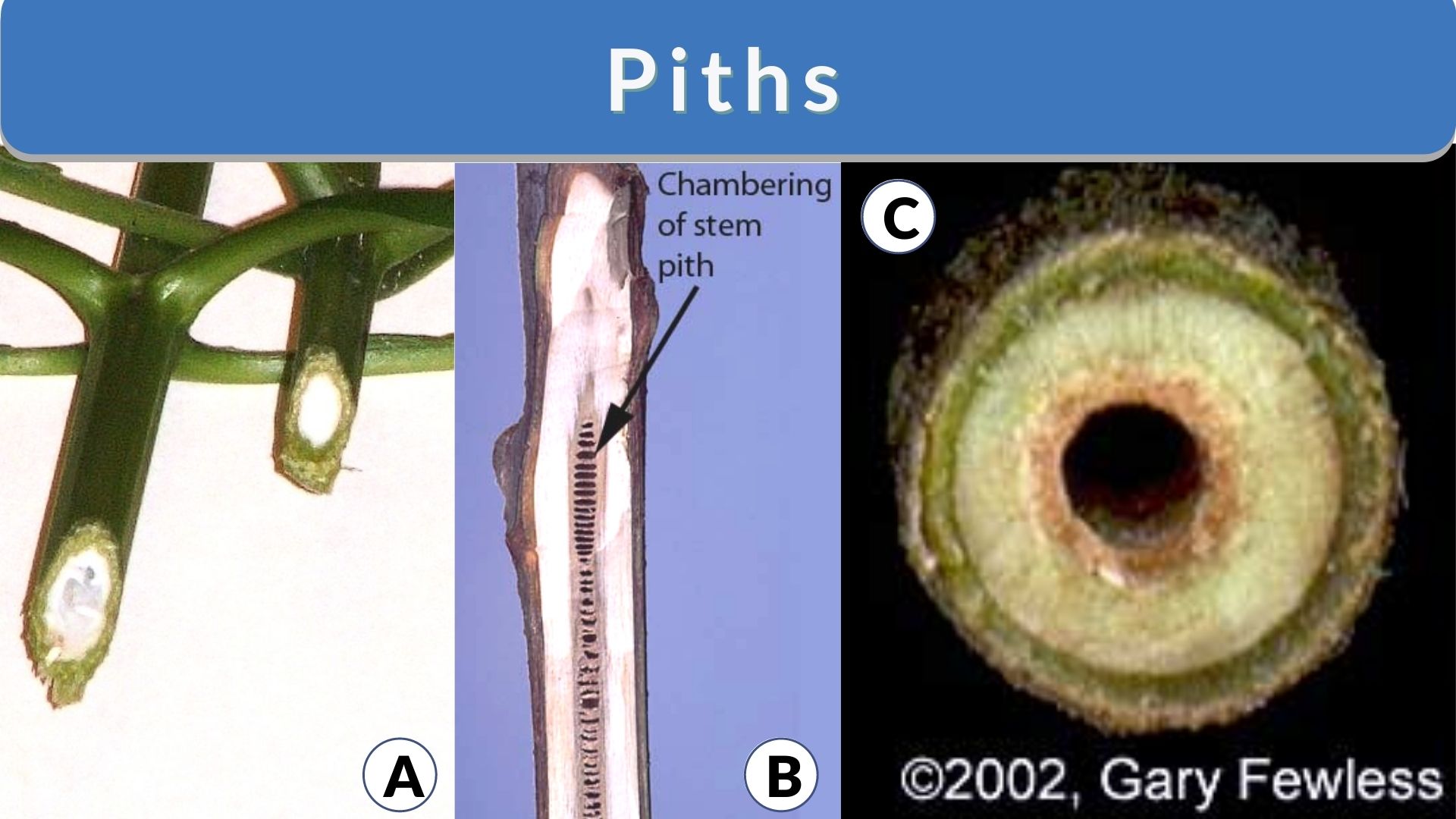 different piths and stems