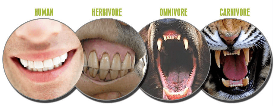 different types of consumer teeth