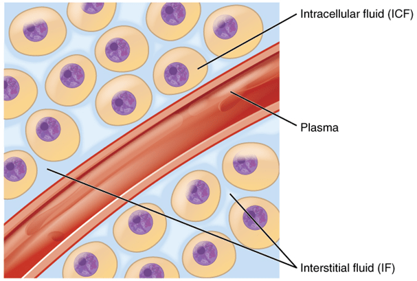 different types of fluid