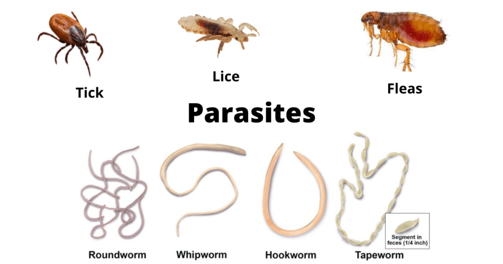 different types of parasites