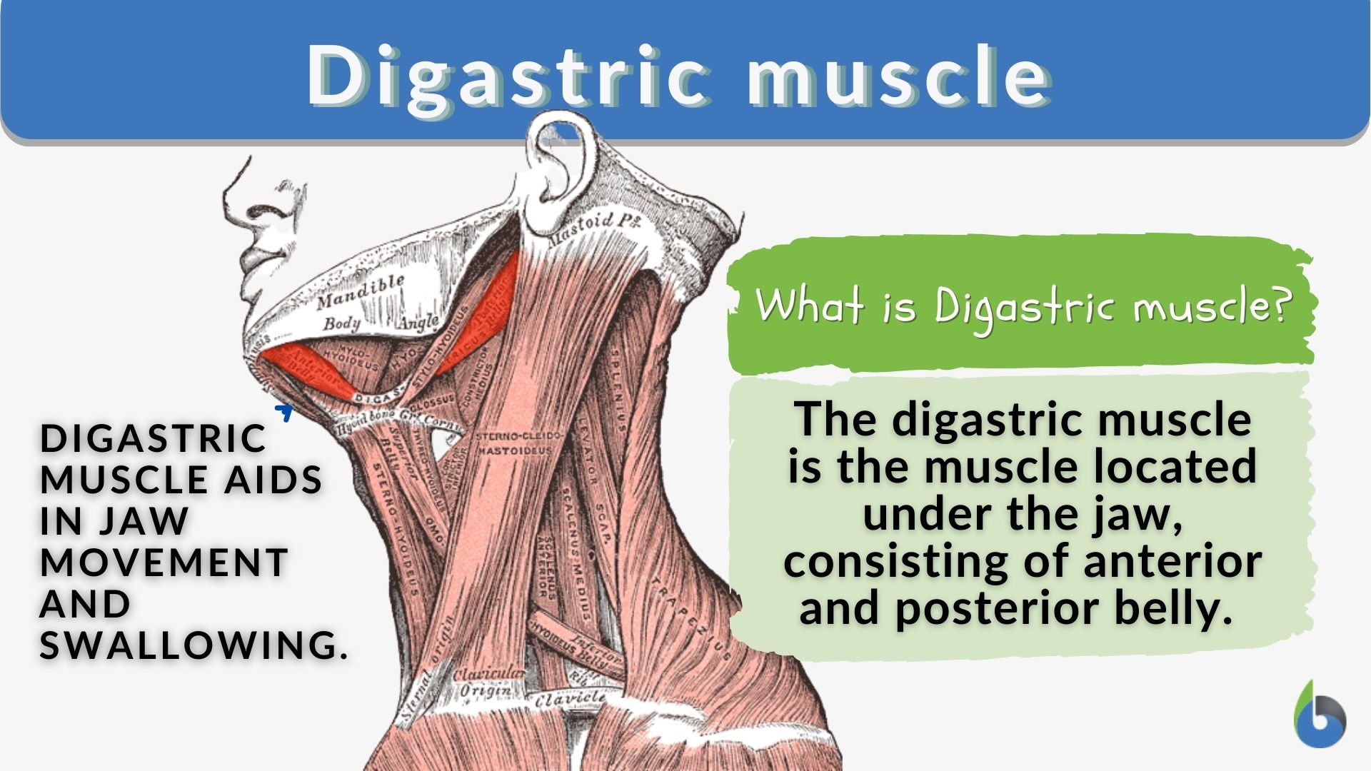 Digastric muscle Definition and Examples Biology Online Dictionary