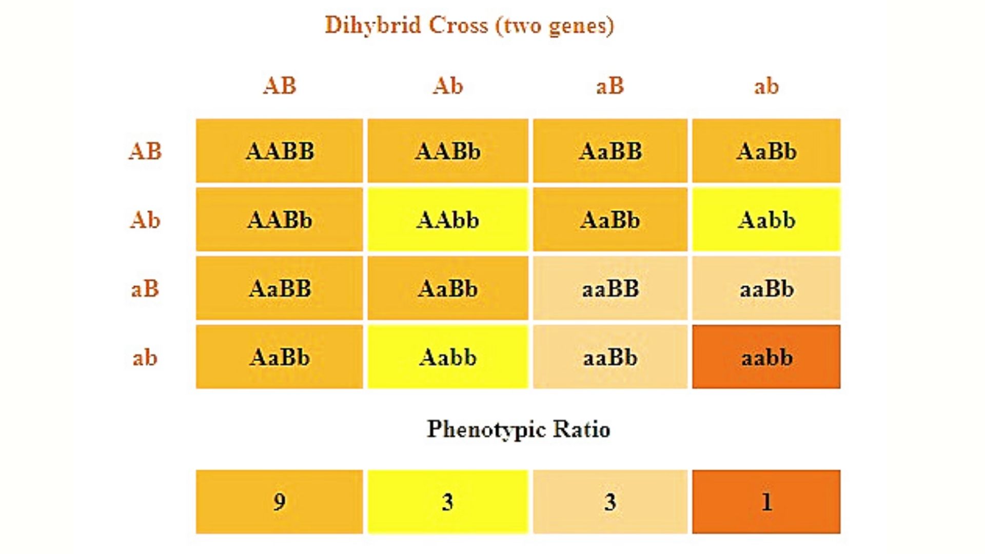 What is the phenotype ratio of HhGg HHGg 