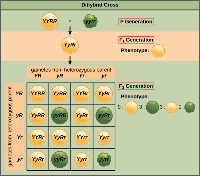 dihybrid cross example Punnett square