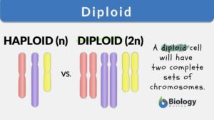 diploid definition