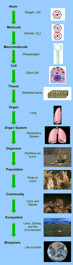 display of organization