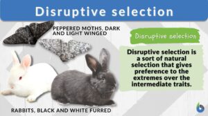 disruptive selection definition and examples