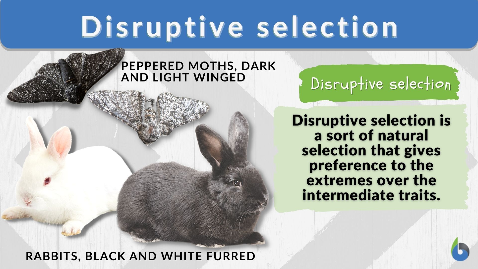 Disruptive Selection - Definition and Examples - Biology Online Dictionary