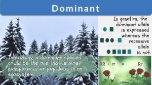 dominant definition in genetics and ecology